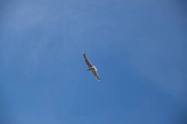 푸른 하늘에 아름다운 다이빙 갈매기 — 스톡 사진