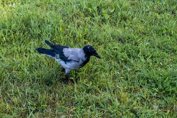 Krähe auf grünem Gras im Sommerfeld — Stockfoto