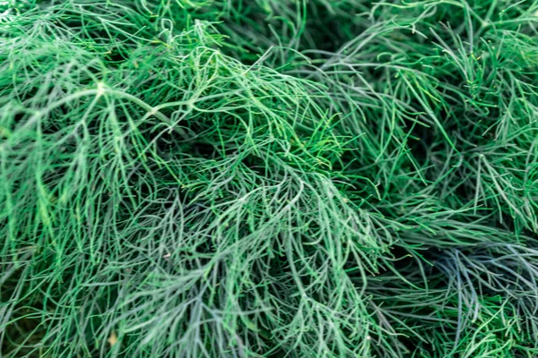 Contador de bebidas, endro fresco num supermercado. fecho de endro verde — Fotografia de Stock