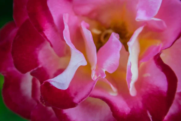 Blühender Busch von paeonia officinalis. Blumen aus nächster Nähe — Stockfoto