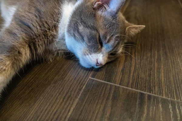 Gray domestic cat laying relaxed on wooden floor indoors — Stock Photo, Image