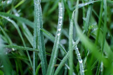 sabah yaz aylarında yeşil çim üzerinde bir çiy