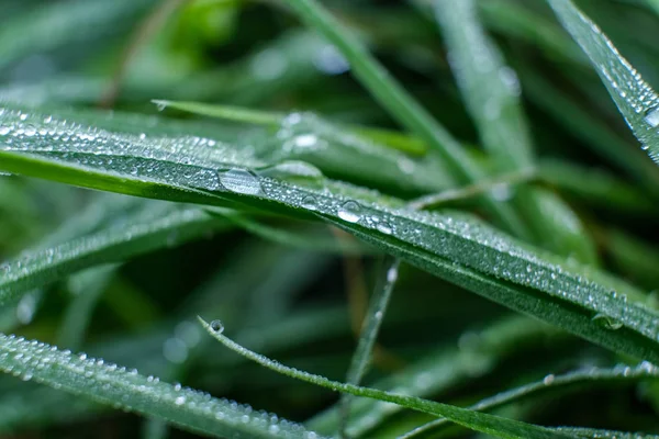 Ein Tau auf dem grünen Gras im Sommer am Morgen — Stockfoto