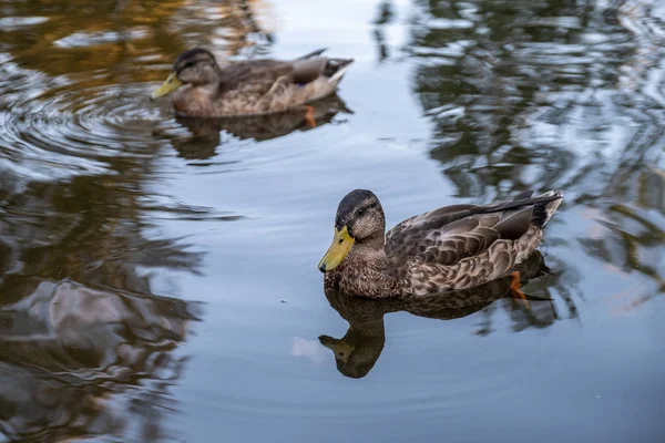 Eine Ente auf dem Fluss im Stadtpark. eine Herde Enten auf der K — Stockfoto