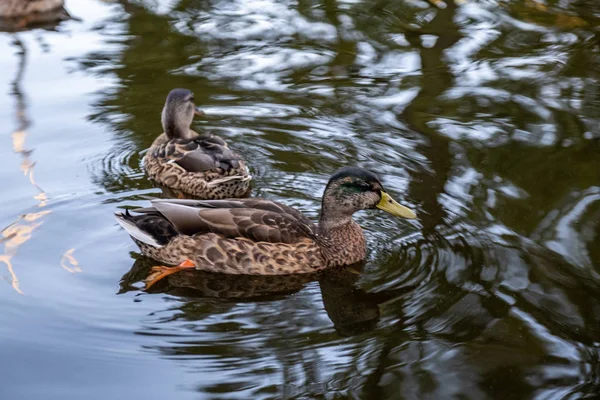 Eine Ente auf dem Fluss im Stadtpark. eine Herde Enten auf der K — Stockfoto