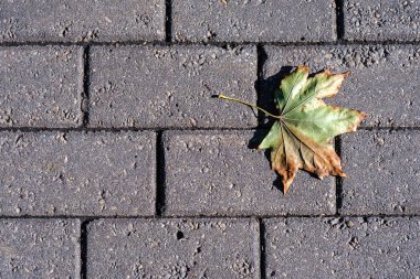 Gri taş kaldırımüzerinde kuru sarı tek akçaağaç yaprağı. Sonbahar begi