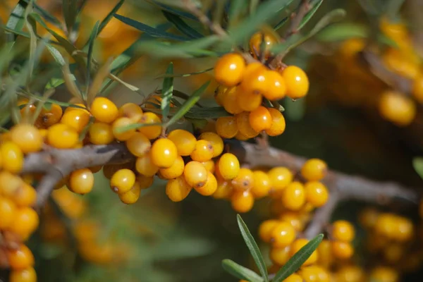 A Sea buckthorn bush with yellow berries close-up — Stock Photo, Image
