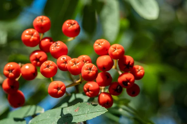 A sea buckthorn bush with orange berries close-up — Stock Photo, Image