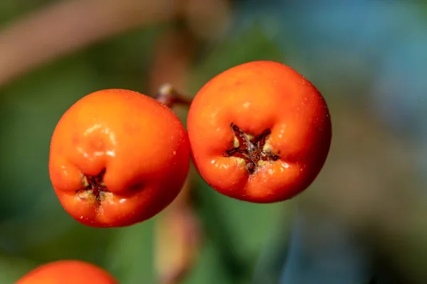 A sea buckthorn bush with orange berries close-up — Stock Photo, Image