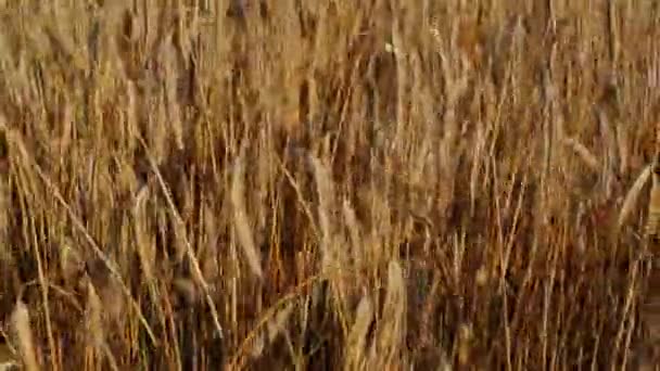 Спелые колосья пшеницы при летнем ветре. Пшеничное поле — стоковое видео