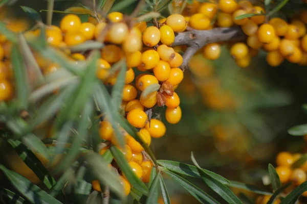 A Sea buckthorn bush with yellow berries close-up — Stock Photo, Image