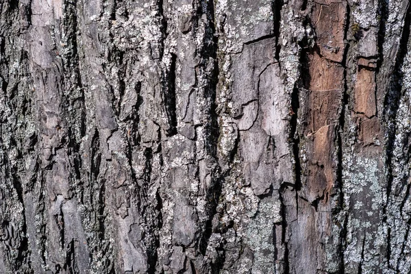 Textur mönster av barken. bark av ett träd i skogen. — Stockfoto