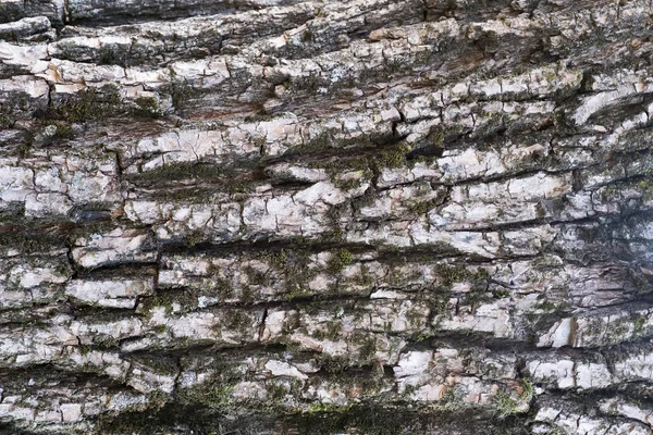 Textur mönster av barken. bark av ett träd i skogen. — Stockfoto