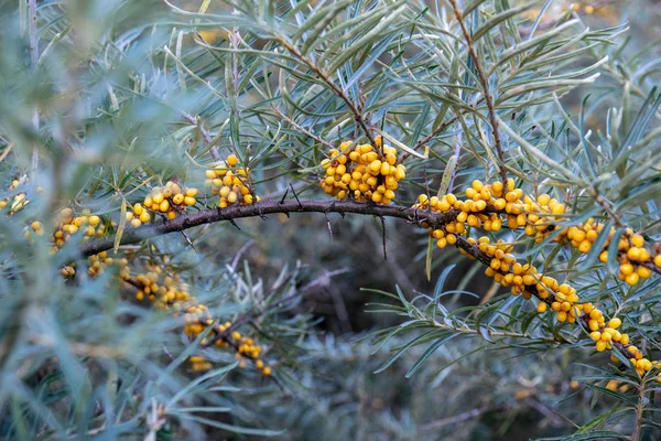 A Sea buckthorn bush with yellow berries in summer — Stock Photo, Image