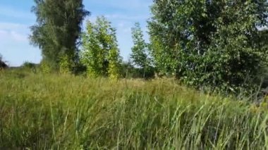 Rüzgarda çimenler sallar, yazın tarla.