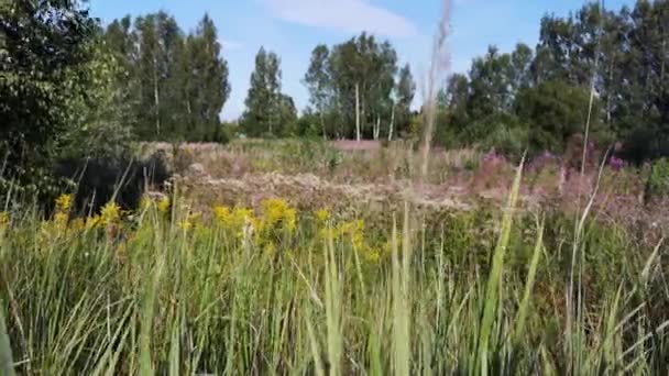 Balancement de l'herbe dans le vent, champ en été .