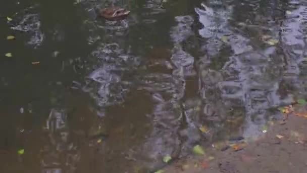 Дикие утки плавают в пруду в городском парке осенью — стоковое видео