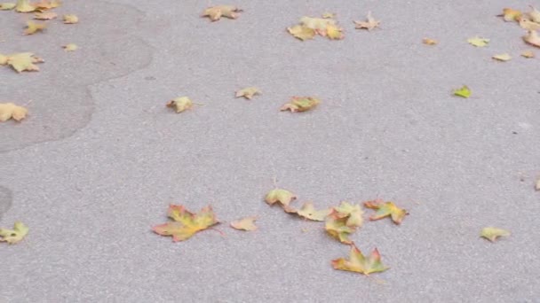 Sonbaharda bulutlu bir günde bir şehir parkında bir asfalt yolda düşmüş kuru akçaağaç yaprakları — Stok video