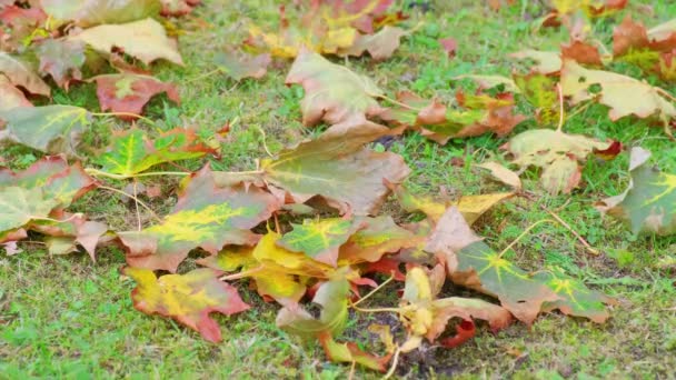 Опавшие сухие листья желтого клена на зеленой траве качаются на ветру в облачный день осенью — стоковое видео