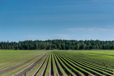 Sebzeli kırsal alan. Tarımsal tarım alanı