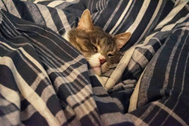 Şirin gri evcil kedi yorganın altında uyuyor..