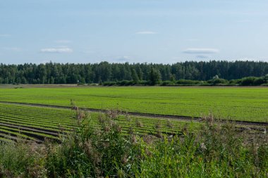 Sebzeli kırsal alan. Tarımsal tarım alanı