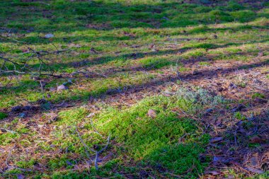 Şafak vakti kozalaklı ormanda uzun gölgeler. Çam ormanı.