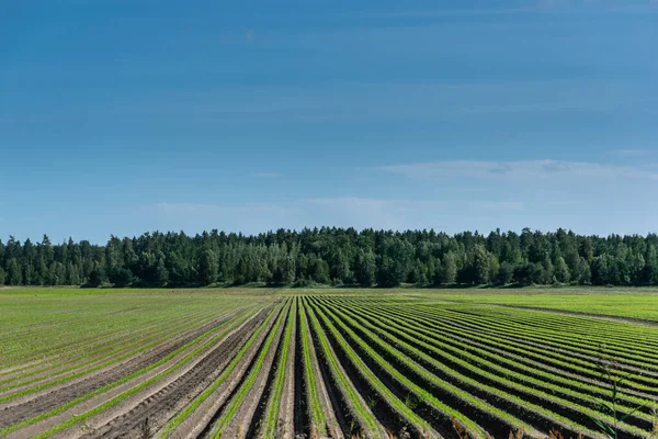 Campo rurale con verdure. Settore agricolo coltivato — Foto Stock