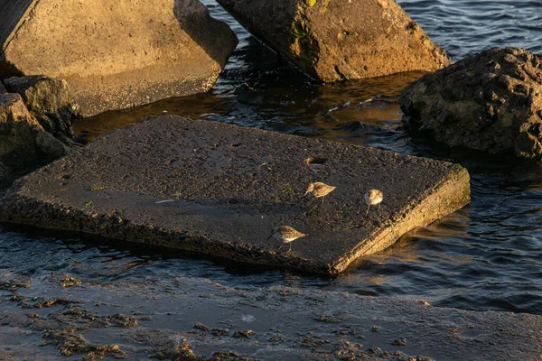 Drie mussen op een betonnen blok in een rivier bij zonsondergang. — Stockfoto