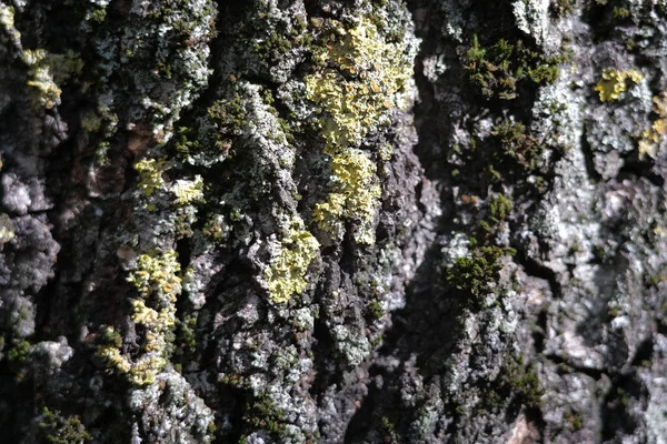 Barrträd med grå mossa närbild. Pinjeträd — Stockfoto