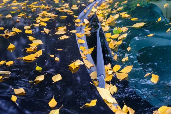 Черный автомобиль усеян опавшими сухими желтыми листьями — стоковое фото