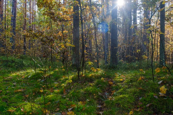 Fák őszi színekben, napsugarak hullanak át. Ősz — Stock Fotó