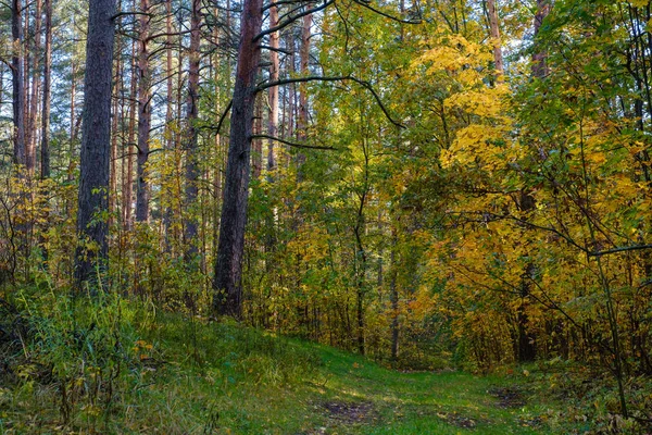 Stromy v podzimních barvách v lese. Podzimní krajina — Stock fotografie