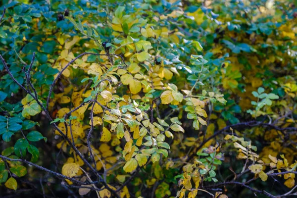 Rama de árbol en colores otoñales en el bosque. Llegó el otoño. — Foto de Stock