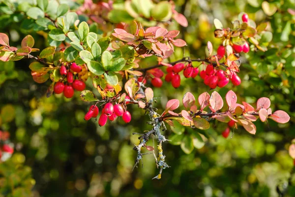 Barberry branch with red berries in autumn colors in the forest. — Stock Photo, Image