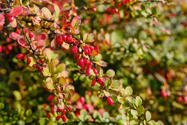 Barberry branch with red berries in autumn colors in the forest. — Stock Photo, Image