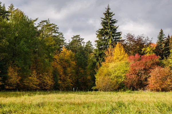 Arbres aux couleurs automnales à la lisière de la forêt. Paysage d'automne — Photo