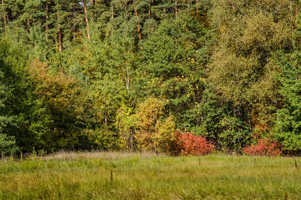 Δέντρα σε φθινοπωρινά χρώματα στην άκρη του δάσους. Γη του φθινοπώρου — Φωτογραφία Αρχείου