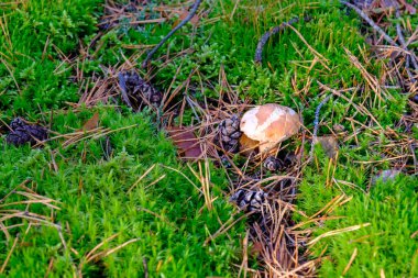 Russula mantarı, yosun ve çam ağacında düşen iğneler arasında büyüdü.