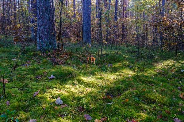 The rays of the sun break through the foliage. Morning in the au — Stock Photo, Image