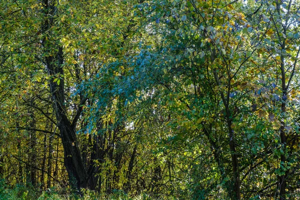 Őszi fák árnyalnak az erdő sűrűjében — Stock Fotó