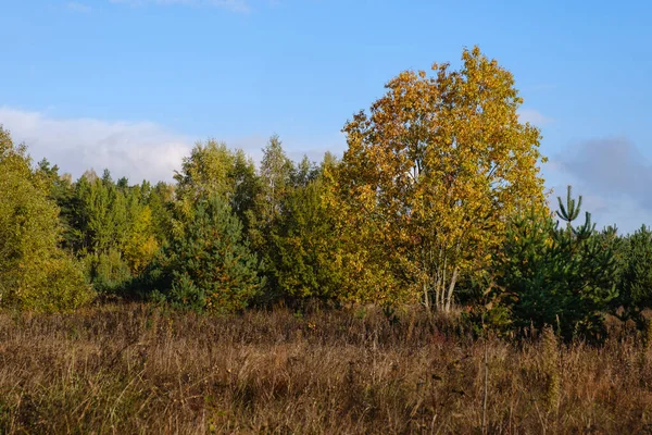 Meadows fű hervad az őszi erdő szélén. Őszi i — Stock Fotó