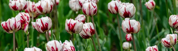 Bunte Tulpen Mit Rosa Und Weinroten Farben Auf Verschwommenem Grünem — Stockfoto