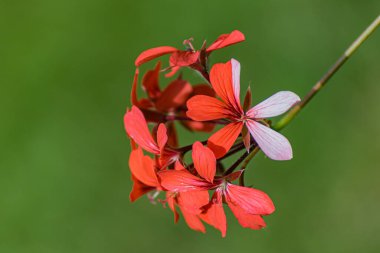 Bulanık yeşil arka planda, yaz bahçesinde kırmızı sardunya çiçekleri. Çiçekli pelargonyumlar.