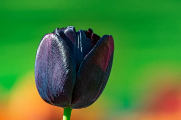 Tulipán Reina Noche Flor Tulipán Negro Fondo Borroso Con Enfoque — Foto de Stock