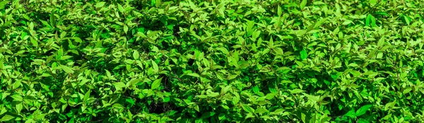 Крупным Планом Небольшие Зеленые Листья Текстуры Естественный Фон Листья Узор — стоковое фото
