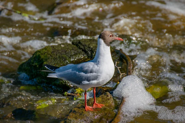 Adulte Mouette Tête Noire Larus Ridibundus Chasse Dans Une Petite — Photo