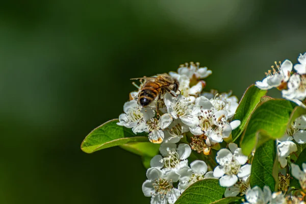 A bee pollinates white flowers. A honey bee collecting pollen from a spring flower.