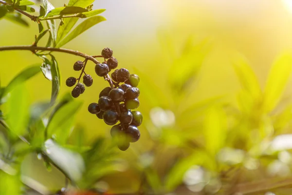 Wolf Berries Wolfberry Privet Sunlight Early Morning — Stock Photo, Image