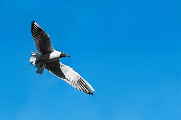 Brown Dirigea Vers Mouette Volant Contre Ciel Bleu Clair Oiseau — Photo